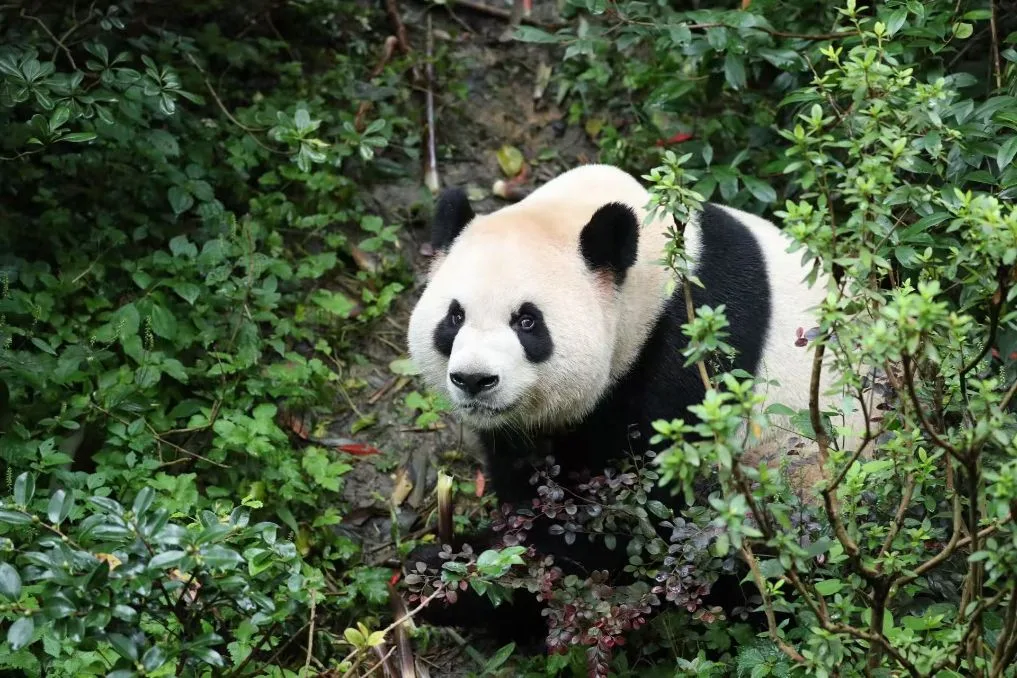 İki dev panda ABD’deki yeni yuvalarına gidiyor