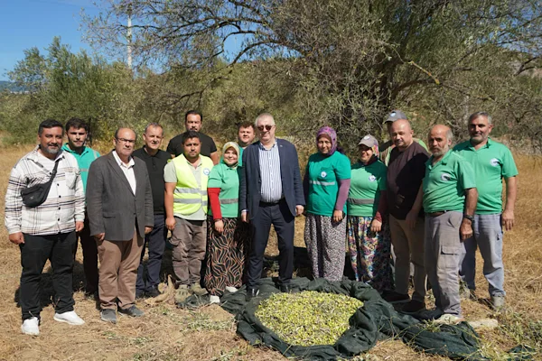 Edremit’te 2026-2027 zeytin hasat sezonu başladı