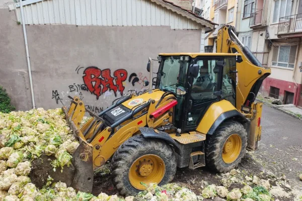 Gemlik’te boş arsaya dökülen 10 tondan fazla bozuk karnabahar toplandı