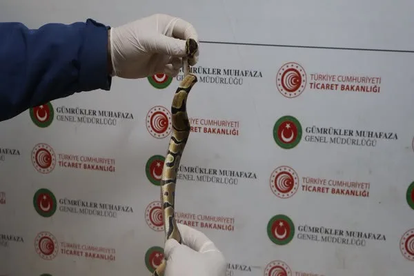 Kapıkule’de çöp konteynerindeki poşetlerde 67 canlı piton ele geçirildi