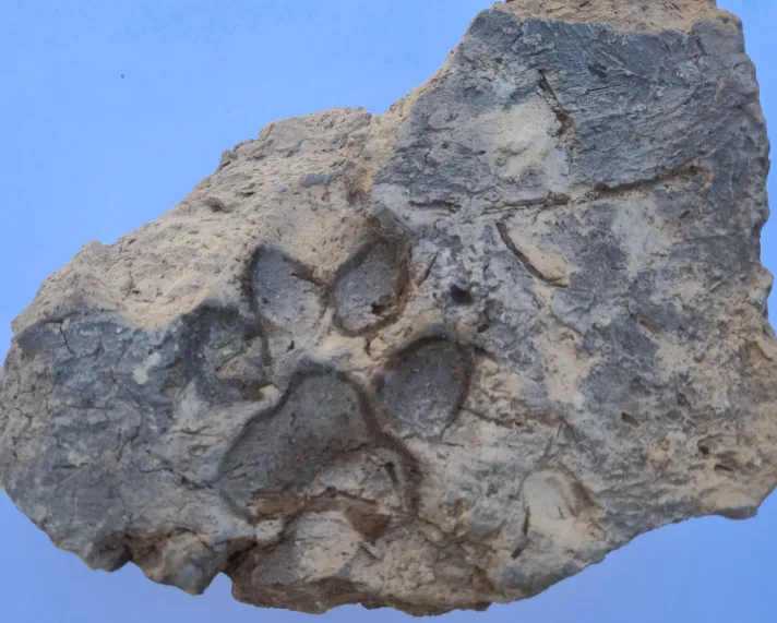 Tavşanlı Höyük’te 4 bin yıl öncesine ait köpek pati izleri bulundu